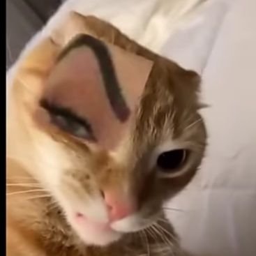 ElJohanTk14's profile picture. age: 18 (this year 19) 

sexuality: Straight 

gender: Male

hey there, I am Johan, But many call me George as nickname, I hope we can be friends, chit chat.