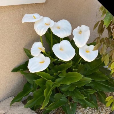 amiri1050's profile picture. Novelbrightに魅了されてます！雄大君が大好きで色々と動画を見てたらメンバーの全員が推しに！メンバーでワチャワチャしてるのが大好きです✨無言フォローすいません。