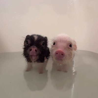 kokobol1204's profile picture. 미쳤는데슬프기까지한여자😂