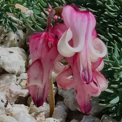 yuka9880866's profile picture. 基本的に運動が苦手でインドア派の私なのですが…自分の健康のためと家族の趣味の登山を共有したくて２年前から筋トレと半年前から近くの山に１人登山でトレーニングしてます。夏、初めて燕岳に登りました！両膝を痛めていたので心配しましたが家族のおかげで登ることが出来ました！(∩´∀｀)∩
DMはお断りします🙇‍♀️