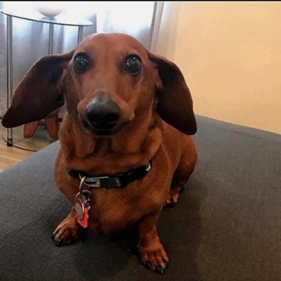 boneblox's profile picture. Artist @ AniForce
Roblox Studio Youtuber