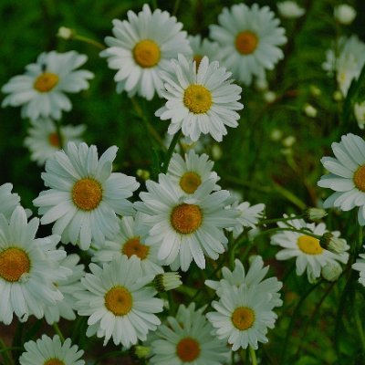 daisyantares's profile picture. 22+ 🏳️‍🌈 • SHE/HER/THEY 👩 • MULTI • i like every yuri & yaoi that tastes good 🧁🍮🍰🍭 • SVT ZB1 HQ VB BL THAI CP AND MORE++🤍 • RPS ⛵ • NSFW 🔞