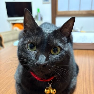 ten6kuu8fuku6's profile picture. ブラックスモークのてんちゃん、キ ジトラのくぅちゃん、ハチワレのふくちゃんのアカウント。たまにニンゲンの独り言。はじめましてのDMは要りません。