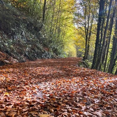 dogansakalliogl's profile picture. Atatürk Milliyetçisi 🇹🇷, ☀️İzmir li, Galatasaray lı ❤️💛 daha ne olsun...