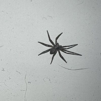 homhrt_k's profile picture. 🥕