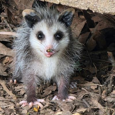 lakkinhobo's profile picture. I'm just here to talk books in all their forms. Physical, digital, audio, audiovisual, audiovisual interactive, performative...