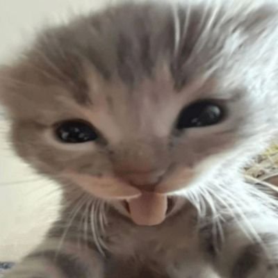 Foxy_Woxy_Furry's profile picture. 18 y/o|British 🇬🇧|Furry|just looking for people in the community|Esports Enjoyer (CS, COD, VAL, EVO)|@noah4193 ILY BESTIE 🩷🩷🩷