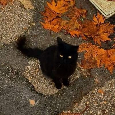 zabapools's profile picture. I'm a man of many tricks & tools & joy
(lvl 22. Oct 21. nyc 🗽🇵🇷🔆)