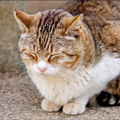 hatarakisupport's profile picture. 「もう怪しい求人に疲れた…」最近、求人サイト見るの疲れてませんか？  
「在宅で働きたい」「人と関わりたくない」そんな方へ。  
掲載前に確認済み仕事のみを代わりに紹介中。  
DMでも気軽にご相談ください😊
NOTEにまとめ掲載してます。