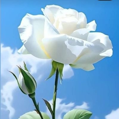 ebrahim86440280's profile picture. 