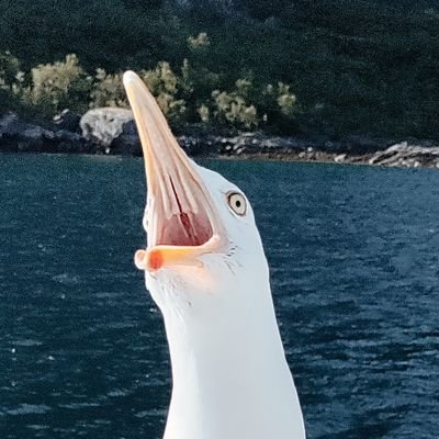 LovelySeagull2's profile picture. | Any pronouns | Seagull lover
