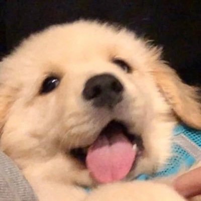 yl7722's profile picture. 泪水打湿猪脚饭