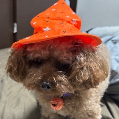 microdump's profile picture. R6②短答合格/R7論文合格