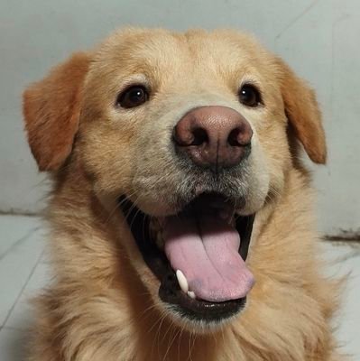 Stvrlightt95's profile picture. 틴틴의 모험
🌊🌊🌊