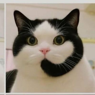 No_a_NPC's profile picture. Caribeño. Defensor de los mas debiles. Pro-Vida.