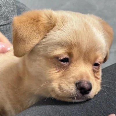 snebecool's profile picture. sne🐰 • apink 💍 Day6 💚 yk🐶ew