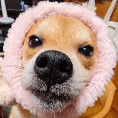 piyhanayoyo's profile picture. 狆柴と遊んで暮らしてます