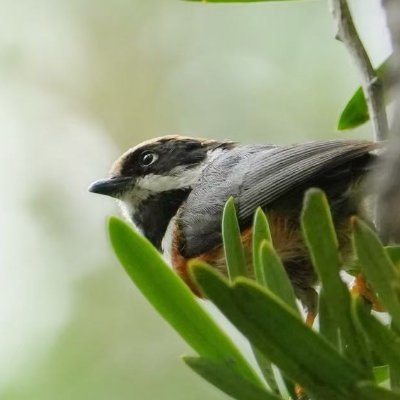 RobinJumps's profile picture. Product Manager @MiniMax__AI @Hailuo_AI
MiniMax Agent: https://t.co/1I34Ch3Qdf
Photographing birds 📸
Email: xunlu@minimaxi.com