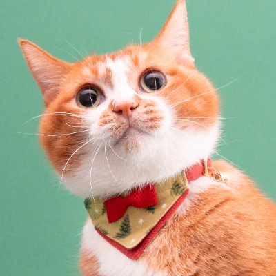 ねこ necono ネコノ 猫の首輪 Luce Bell ルーチェ ベル | 商品種別