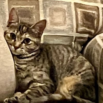 LindaBr23874831's profile picture. FreeCell Master, Springsteen Fan, Proud Democrat,  Have never asked for a pardon 🇺🇦🌊