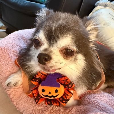 ugoraba's profile picture. ポイントやマイルの貯め方、活用法を探求中。「ゆる医師のマイルと旅ラン生活(https://t.co/5zbszAQnvD)」を運営。マイルやホテル、クレカのポイントでマイル修行や家族旅行やラン旅を検索中。ランニング3年生。PB(フル)3°16'06"(2024北九州)。福岡県【北九州市】ランニングダイエッター