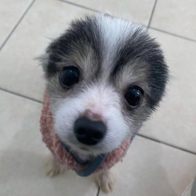 wwwpuppycokr's profile picture. 