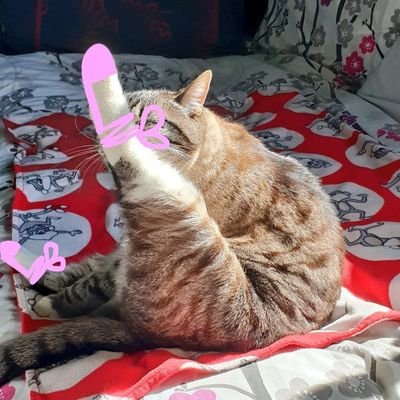 snekblaster's profile picture. ime a tonkinese cross cat, who  wears ankel socks in the frunt and longe sock in  the bak. blaster of sneks and possibly batman.