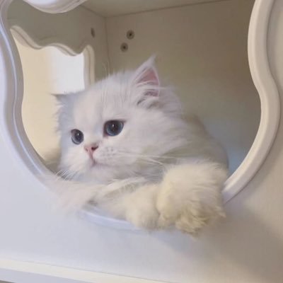 HhYki1sL8991293's profile picture. 