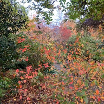 famkeynaj1's profile picture. 🏊‍♀public policy, tax, EU law#GoodTwitter 🇩🇰🇬🇱🇺🇦