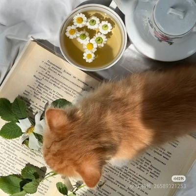 738148680a's profile picture. Where minds are free, kindness finds its way.