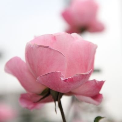 flowerori201803's profile picture. 写真好きな方と繋がりたいです。一眼レフ
使用機材
canonR5
5Dmk4
7Dmk2
Olympus　OM-D EM10mark3　
で撮影しています。（レタッチ一切無しで）フォローは、ご自由に🎵Instagramも宜しくお願いします。
https://t.co/jVzJmQ5b4F