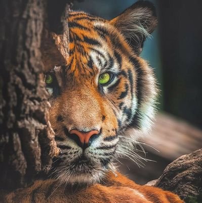 _invictus22's profile picture. 