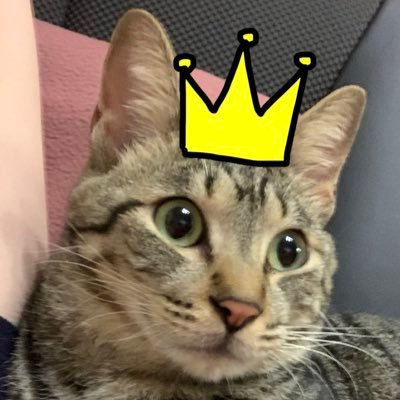 yuika__1110's profile picture. 垢作り直しました。FRBご自由に。＿＿(アンダーバー)さんを応援しています。👑4690。猫好き猫飼い。倉庫垢@yuika__souko※ reproduction is prohibited. AI study prohibited. next→1/12