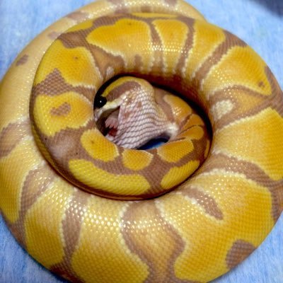 cheese_rat02's profile picture. 25年9月に初クレス、10月に初ボール✨ 気づいたら蛇2種3匹、トカゲ3種11匹、齧歯類3種、猫2匹、犬1匹、奇蟲🕷️5匹🪳4種🍡7種 でした／(-_-)＼