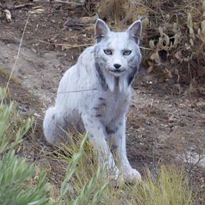 AboveMyPay's profile picture. geopolitical account from a libertarian perspective, it’s time to break away from a two party system and defeat the evil globalist agenda