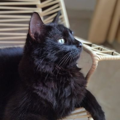 mayislamesera's profile picture. 