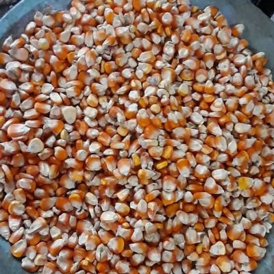 gutte928601's profile picture. Shri Tukaram Bhusar Traders
Soyabean, Maize & Chana trading | Trusted deals & fair prices |
📞 +91 7822813863 | 🌐 https://t.co/YT2QIgmGrn