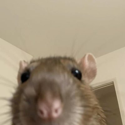 masrias_'s profile picture. trinta ratos num sobretudo