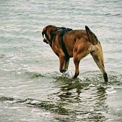 kreutzer_1966's profile picture. Nuper me in litore vidi,
cum placidum ventis staret mare.

Neulich stand ich am Strand,
als das Meer trotz des Windes ruhig war.