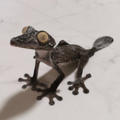 boxerbr13f's profile picture. asian, 27, trans, he/him, 5’4, willing to shave • 🔞🔞🔞