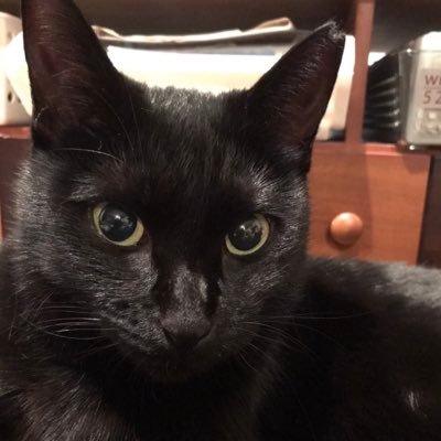 sabotenFXa's profile picture. 趣味垢/東京在住30代（4歳児のパパ）/投資（海外FX.仮想通貨）/猫/筋トレ/MLB/音楽（アイナジエンド（12/20参戦）※アイナ荘住人.XJAPAN.L'Arc〜en〜Ciel.hide. DIR EN GREY)