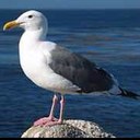 Robert Bird - @rob_seagull - Twitter