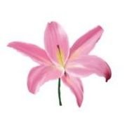 heitsuminami's profile picture. 💭RP account! Probably OOC \\ Reverie Hashira – 26y – She/Them \\ Account ran by @heygogato