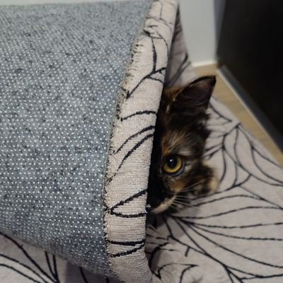 nekosama_tw's profile picture. にゃーっはっはっは
猫とパチスロとお酒が大好きすぎる🍺😻🎰
パチスロってのはそんな堅苦しいモノではないでござるよ😸好きな店に乗り込んで好きな台を打つ！それだけのコト♥　好きな機種→北斗、モンキー、乙女、東リベ、カグヤ