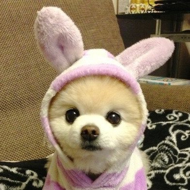 daisyheadlines's profile picture. 全国通訳案内士TORICLR/SW悪戦苦闘 アワード目指して勉強中 英検１級 TOEIC980 #イマソラ 駄犬🐶チェルシーはインスタへ→ https://t.co/RqSIg3saTI