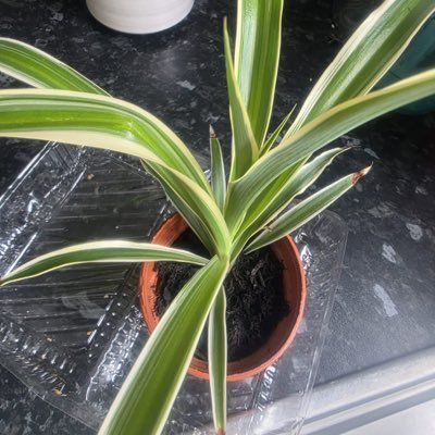 kbpsunit's profile picture. naur