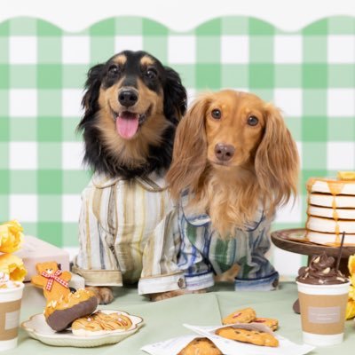 marokun2223's profile picture. 2022/02/03🎂 ミニチュアダックス男の子マロ🐶 2022/08/26🎂 カニンヘンダックス女の子なぎ🐶🎀 あまりに我が子が可愛すぎるので、ただただ親バカ写真を放出するだけのアカウントだす ※投稿の無断転載等はご遠慮ください