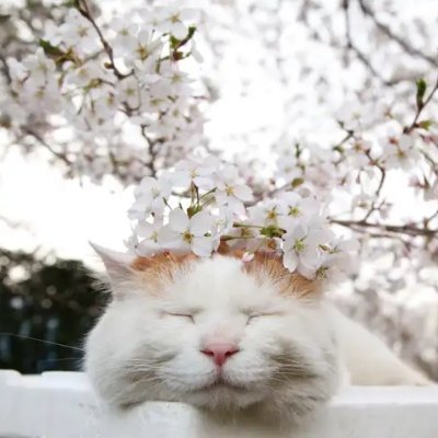 dongqinglabs's profile picture. 撸🐱 | 打🐶 |日常跳进🐰🕳️ |分享只是方便记录 没有任何投资建议🙂(BTC生态版)