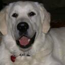 Terry Camp - @TCDiver - Twitter