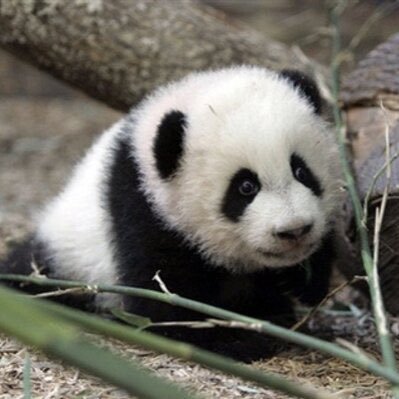 mylittleponysad's profile picture. #owtwt ======== priv @softcutiepandas